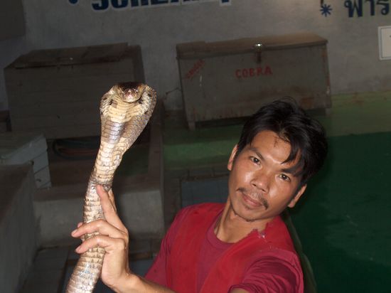King Cobra....