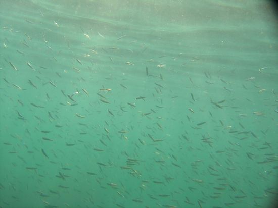 Fischschwarm beim Schnorcheln