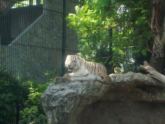 Weisser Tiger