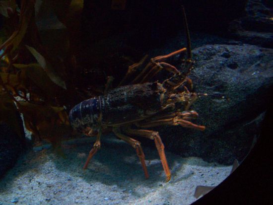 Mhhhh, auf dem Grill zubereitet....