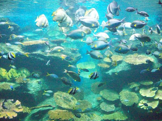 Fische, einfach nur viele schöne farbige Fische...