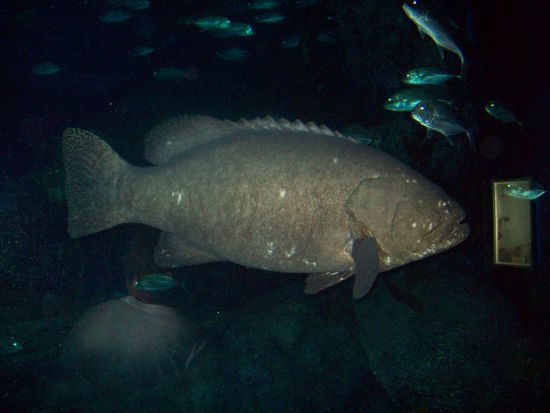 Einfach nur riesig...