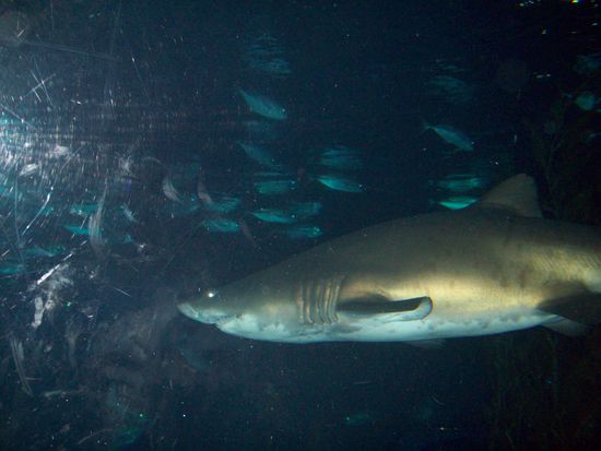 Mit denen kann man tauchen, wenn man will...