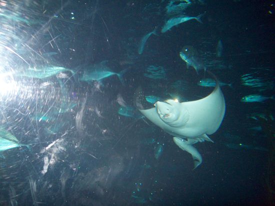 und diese Rochen sind dann auch dabei..