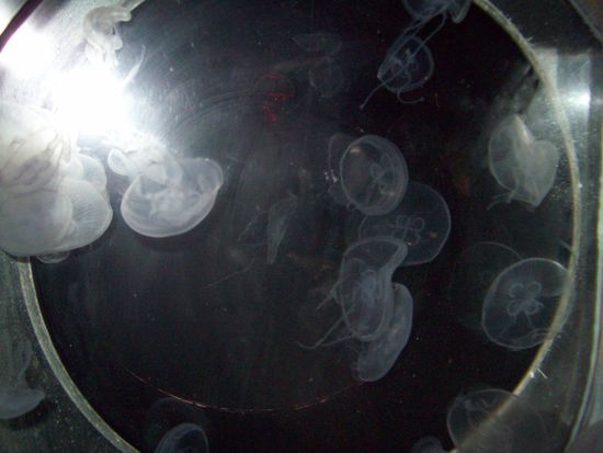 Quallen... eigentlich schöne Fiecher...