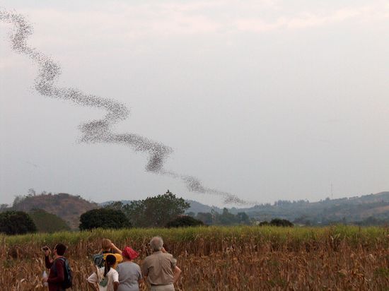 Fledermaus-Schwaerme