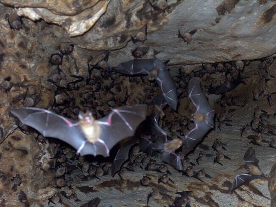 Direkt in der Fledermaushoelle