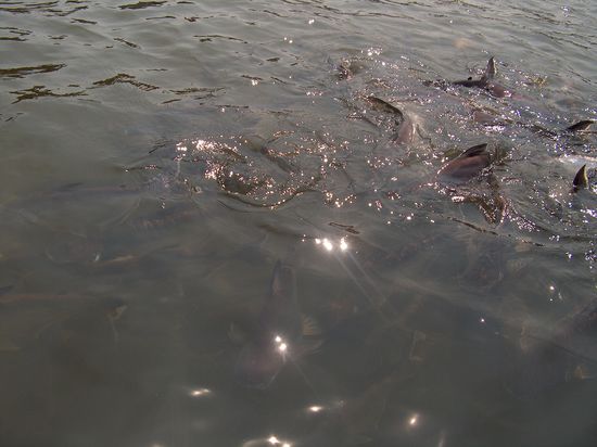 Beim Fische fuettern