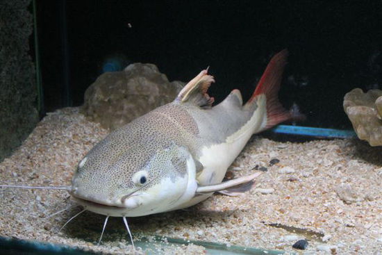Vorne die Schnauzhaare am Glas und hinten die Flosse schon am Aquariamrand..... leider sehr enge Verhaeltnisse...