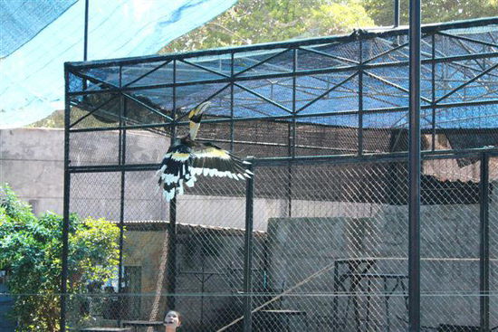 so einen Vogel haben wir im Dschungel bei Prachin Buri in Freiheit gesehen....