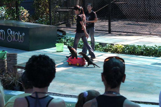 Ottershow