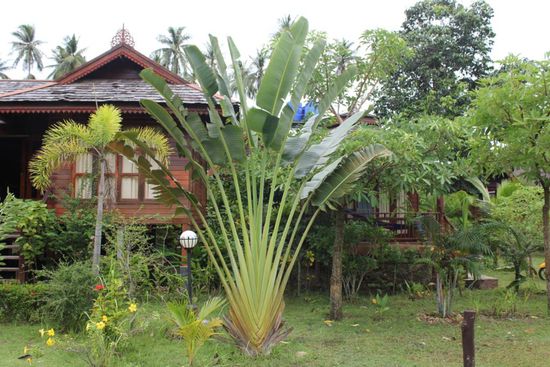 Palme vor unserem Bungi im Smile Beach