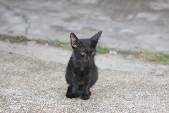 Kleine Mitzekatze vom Utopia