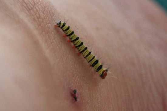 auch solche Tiere haben wir am Strand....