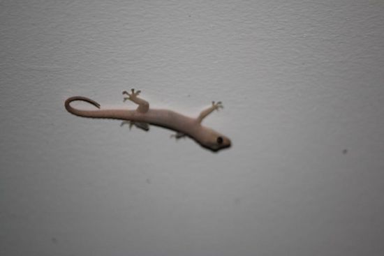 und so herzige Geckos im Zimmer....