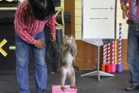 Oncels Tom Hütte, so heisst die kleine Tiershow....