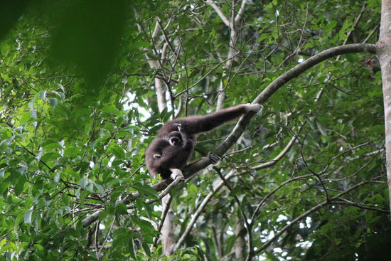 Gibbons in freier Natur