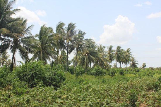 Gemuese- und Fruechte-Plantagen