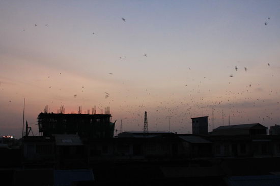 Die Fledermaeuse haben die Stadt und unser Hotel erreicht...