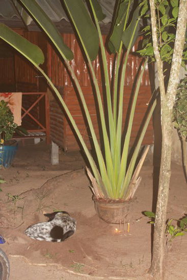 Merci pour ton protég...