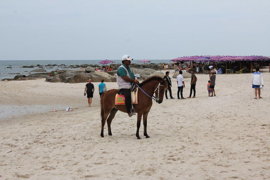 Die Pferde am Strand von Hua Hin sehen Gesund aus...