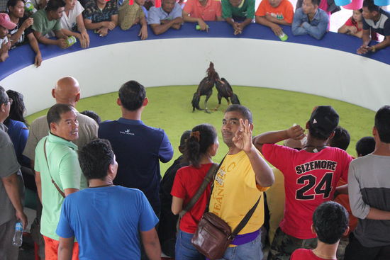 Zweiter Hahnenkampf.... gehört der Hahn evtl. ihm oder hat er viel gewettet??? Es gefällt ihm auf jeden Fall, dass ich Fotographiere....