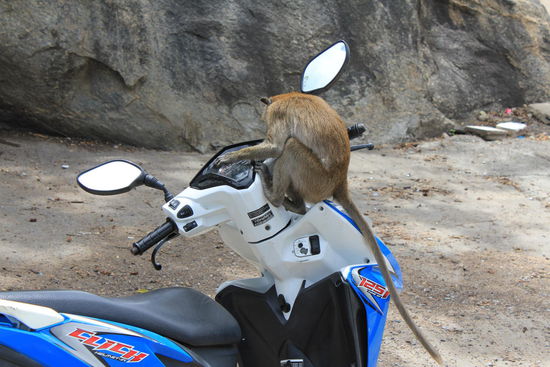 dieser versucht, ob das Display essbar ist... als wir in verscheuchen, hinterlässt er uns noch ein darmiges Geschenk... 