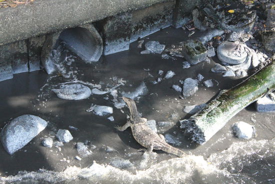 fetter Waran in Bangkok