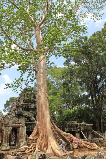 Bitzeli gross dae Baum.... (merket Dir eigentli, dass ig im Internetcaffi bi u ke ae, oe, ue Zeiche ha???)  gesht Dir mini Drei???