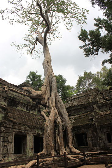 Ta Prohm