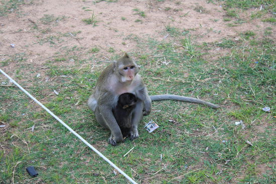 Diese Affen werden von den Asiaten mit Suessigkeiten gefuettert. Dies nur, damit die Asiaten sehen koennen, wie die Affen es aus dem Papier nehmen...sorry, ist aber nur einfach Krank....