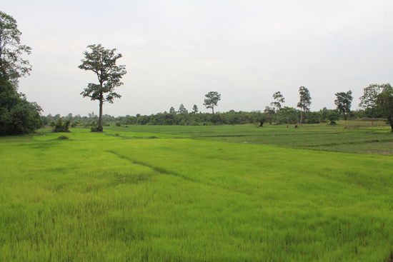 Reisfelder direkt bei Banteay Srei... es geht ein schoener Fussweg um die Anlage rum....