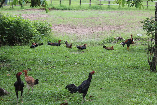 Freilaufende Huehner findet man fast ueberall in diesem Land....