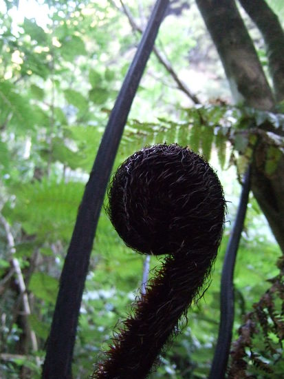 Aufkeimendes Farnblatt:
Sinnbild fuer den Anfang des Lebens.