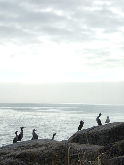 Kormorane ruhen sich auf den Felsen aus.