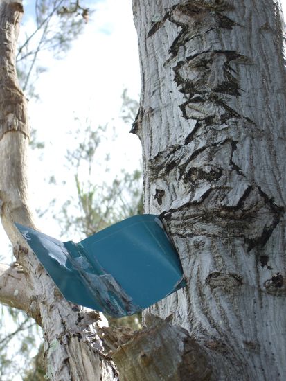 Ein Beweis fuer die Kraft der Wirbelstuerme:
Ein Stueck Blech, dass Hochkant in dem Baumstamm steckt.