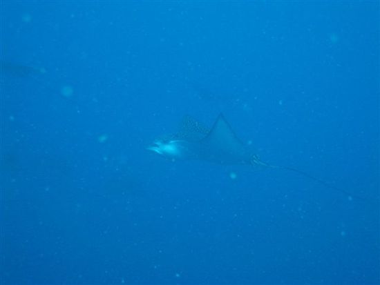 Wir haben einen ganzen Schwarm dieser grossen Rochen gesehen.
Unvergesslich, wie sie langsam durch das Wasser schweben!