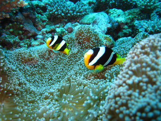 Die Nemos passen auf die Anemone auf.