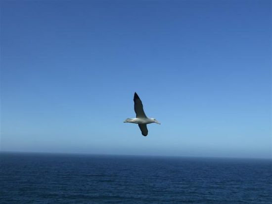 Albatrosse am Otago Harbour!
Das beste ist auf nord-ost Wind zu warten und dann am spaeten Nachmittag einfach an der Klippe den Ausblick geniessen.
Schon nach kurzer Zeit kreisen diese Riesenvoegel direkt ueber den Koepfen hinweg und man spart sich locker das Eintrittsgeld fuer das Visitorscenter!
Die Albatrosse haben eine Fluegelspannweite von bis zu 3 Metern und gleiten ohne jeden Fluegelschlag im Aufwind!