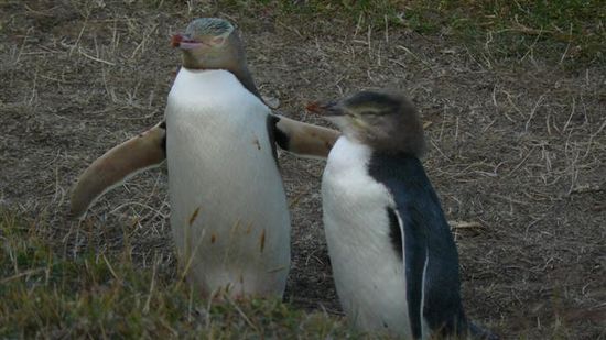 Yellow-eyed-penguins am Leuchtturm in Moeraki Village!
Kein Eintrittsgeld, keine Touris und der beste Platz zum Pinguinanschauen!
Das Kueken rechts sieht Ende Januar schon fast wie das erwachsene Tier aus!
Mitte Dezember sind die Kueken noch komplett mit Flaum bekleidet!
