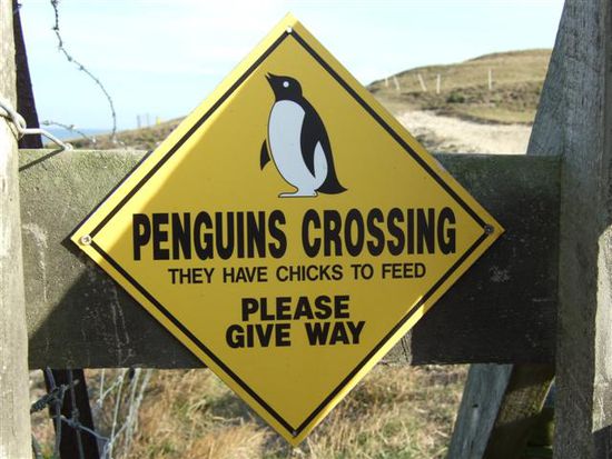 Vorsicht freilaufende Pinguine!