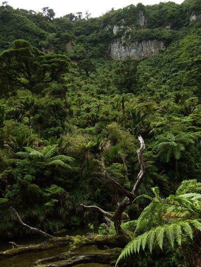Am Anfang fuehrt der Weg durch eine Schlucht am Flussbett entlang.
Ich bin immer noch fasziniert davon, dass es so einen Regenwald in Neuseeland gibt.