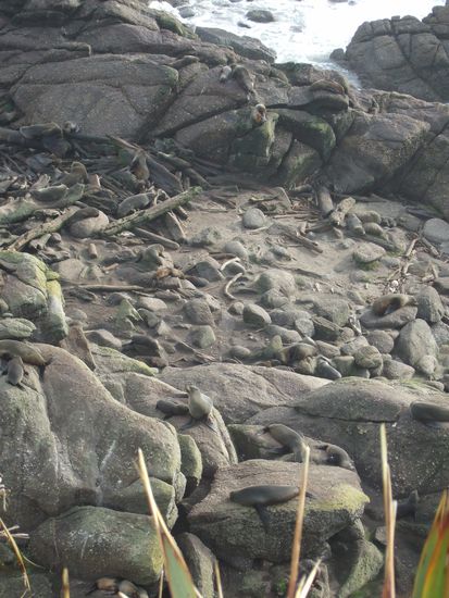 Ein Bild von der grossen Seehundkolonie bei Westport.