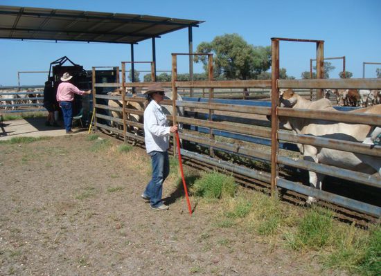 Carmen beim cattlework