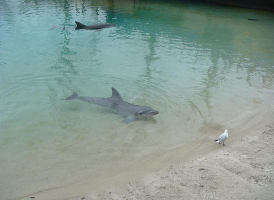 erste Begegnung mit Flipper