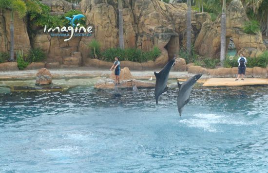 Dolphinshow