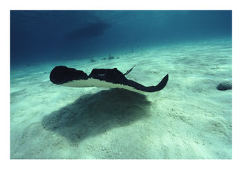 Stachelrochen (engl. Stingray)