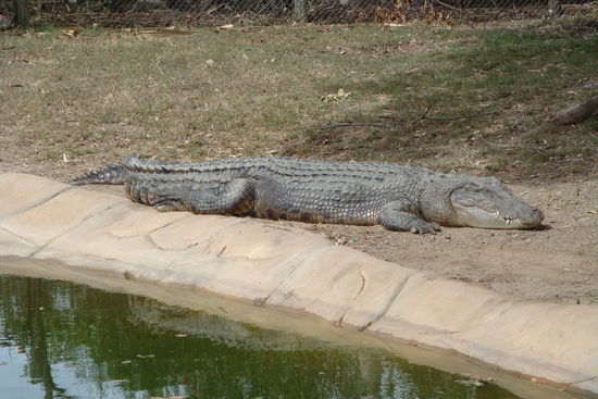 Wie viele Handtaschen man aus dem wohl machen könnte?