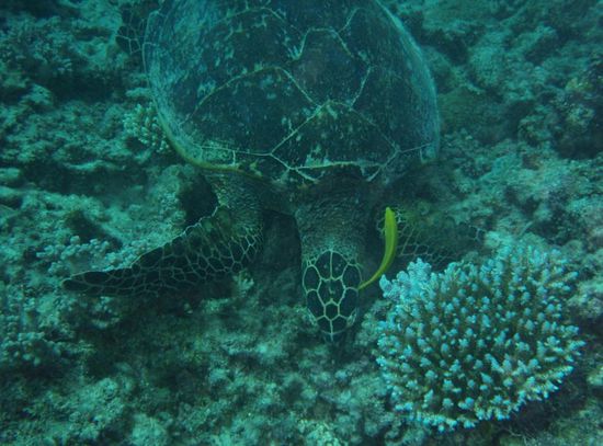 Turtle von mir geknipst!