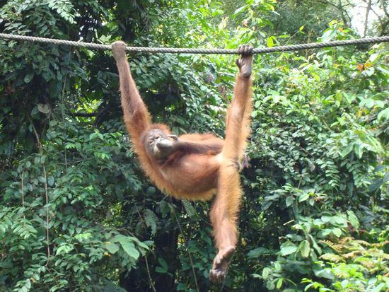 Orang Utan Klaus